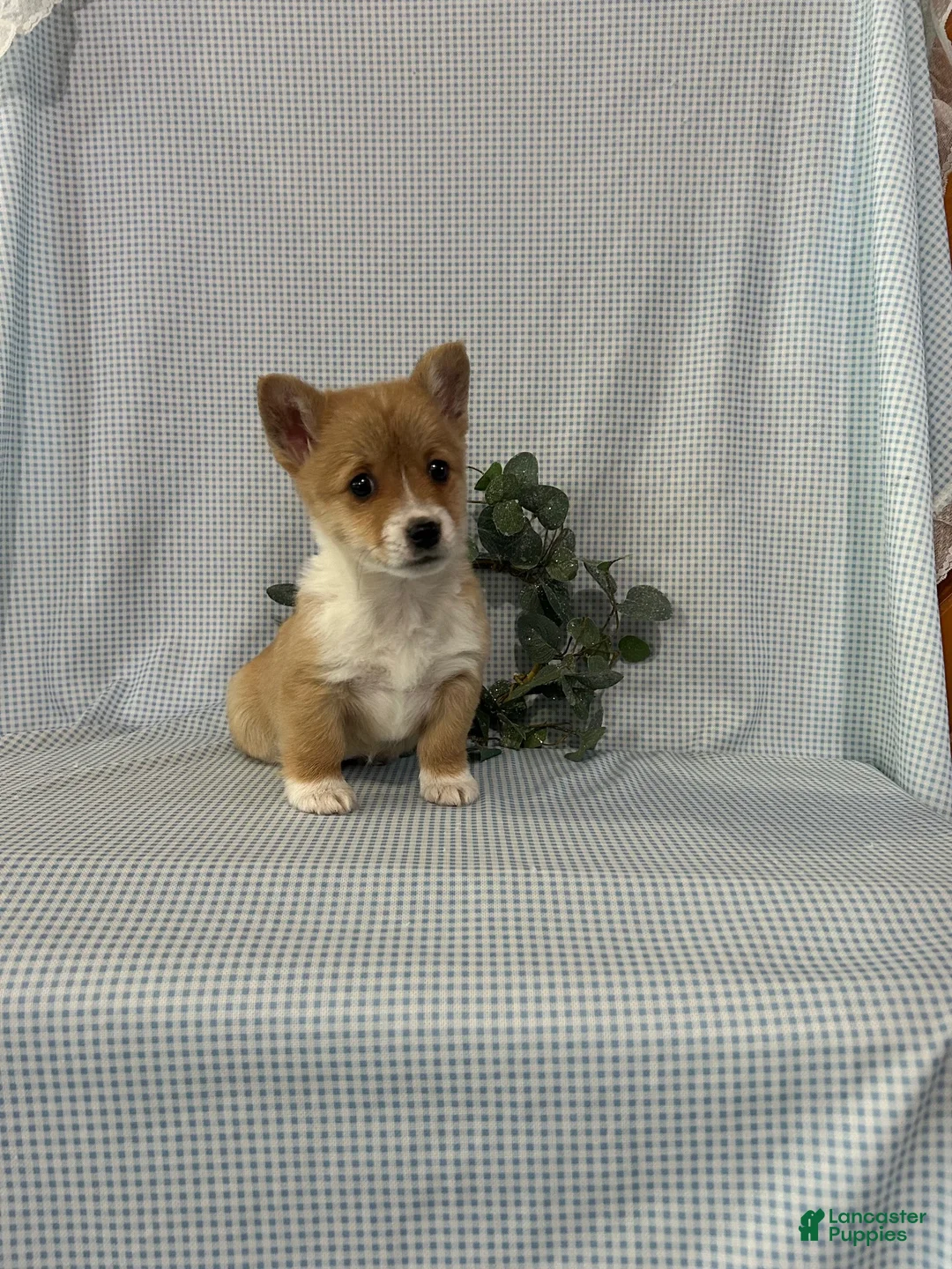 Welsh Corgi Pembroke dogs for sale: Violet - Ad 6