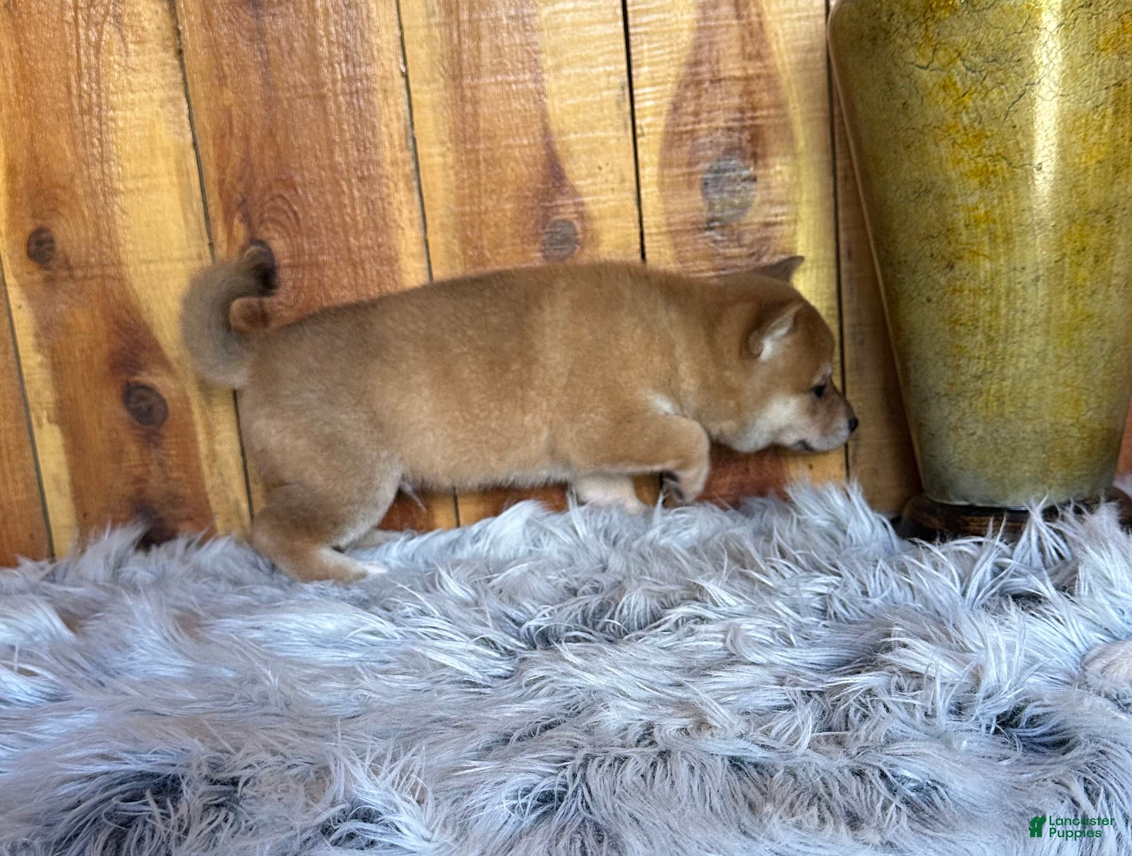 Shiba Inu dogs Shiba Inu Puppy 6 - Ad 2