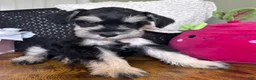 Miniature Schnauzer dogs for sale: Daisy - Ad 3