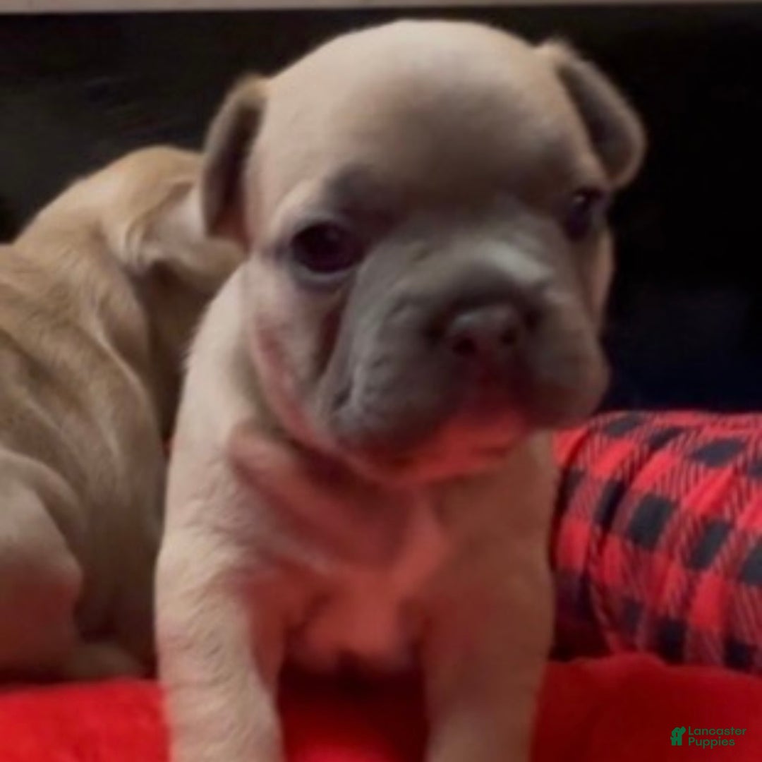 French Bulldog dogs for sale: Sabrina - Ad 8