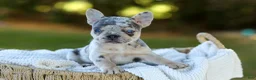 French Bulldog dogs for sale: Debbi - Blue Merle - Ad 3