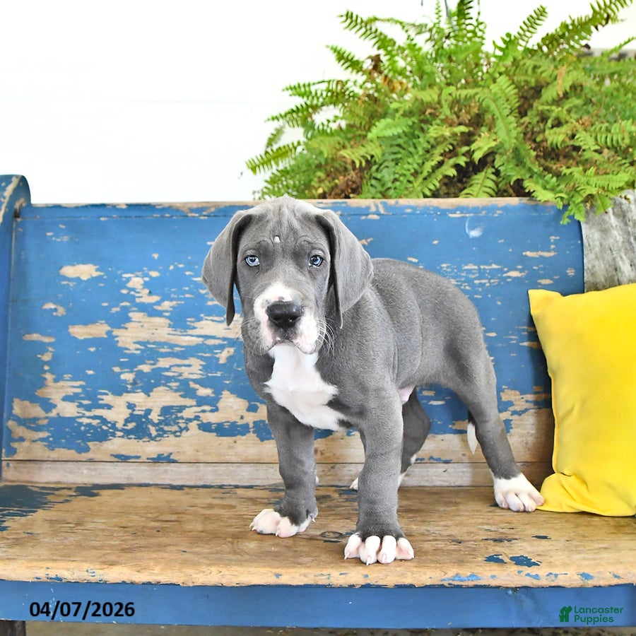Great Dane dogs Charlie - Ad 1