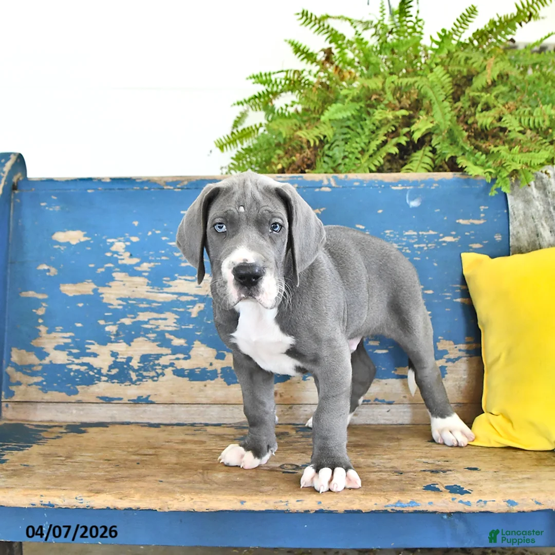 Great Dane dogs for sale: Charlie - Ad 1
