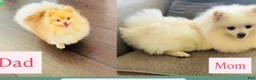 Pomeranian dogs for sale: Pomeranian 2 - Ad 4