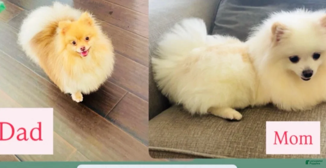 Pomeranian dogs for sale: Pomeranian 2 - Ad 4