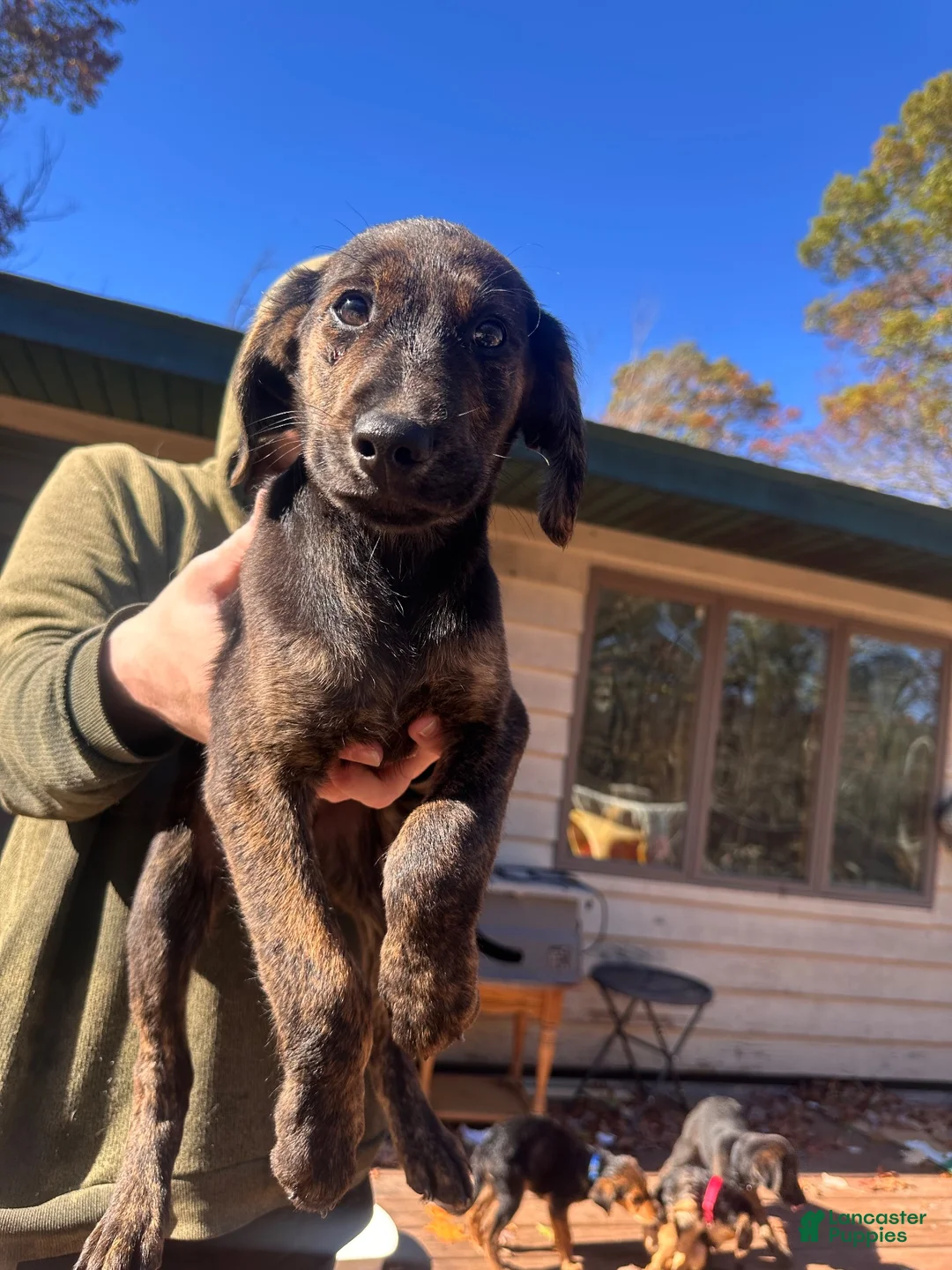 Mixed Breed dogs for sale: Mixed Breed 7 - Ad 2