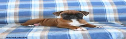Boxer dogs for sale: Charlotte - Ad 3