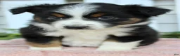 Miniature Australian Shepherd dogs for sale: Miniature Australian Shepherd 2 - Ad 2