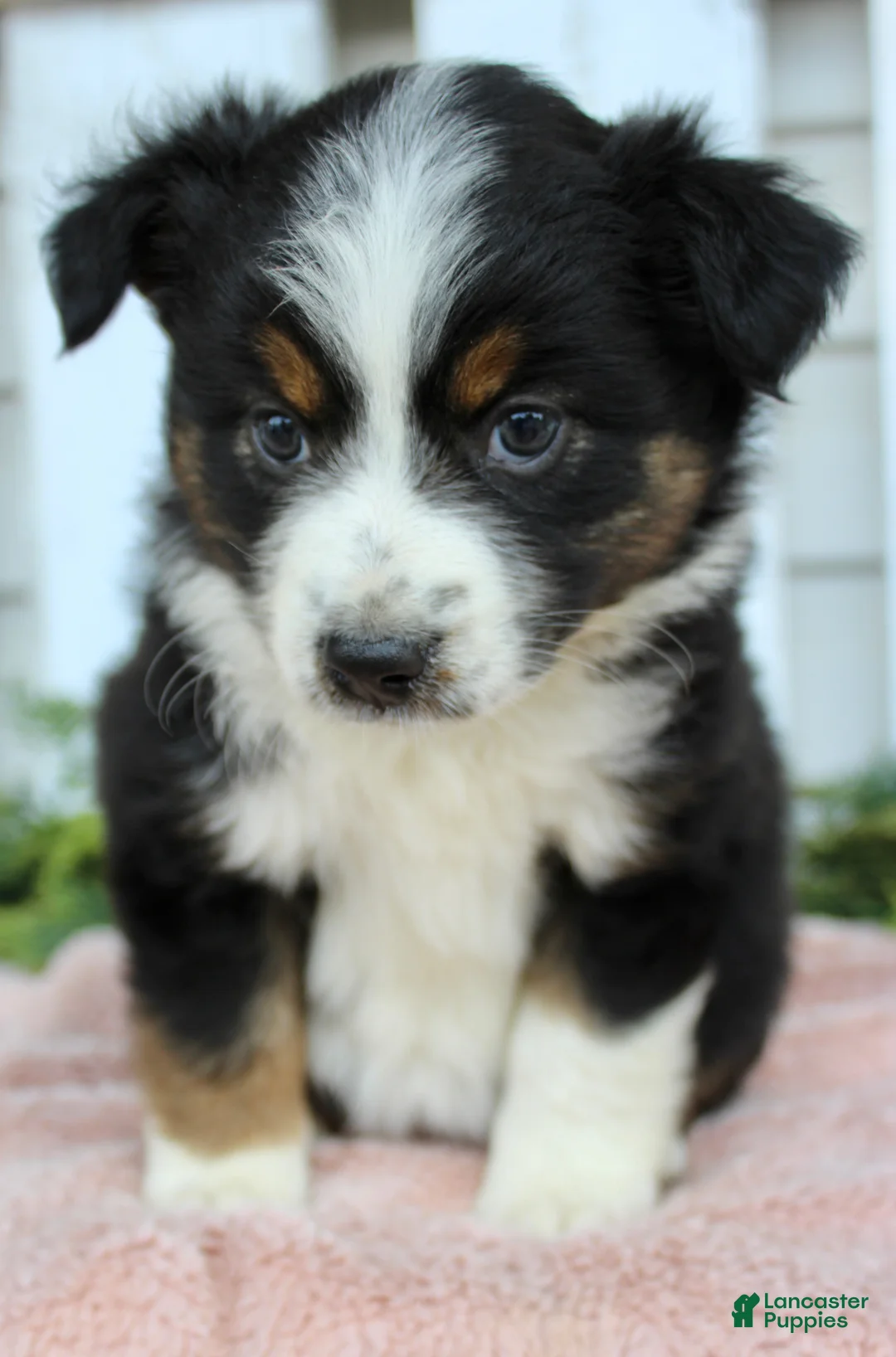 Miniature Australian Shepherd dogs for sale: Miniature Australian Shepherd 2 - Ad 2