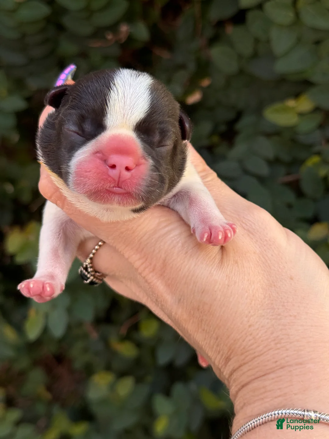 French Bulldog dogs for sale: Cedar - Ad 2