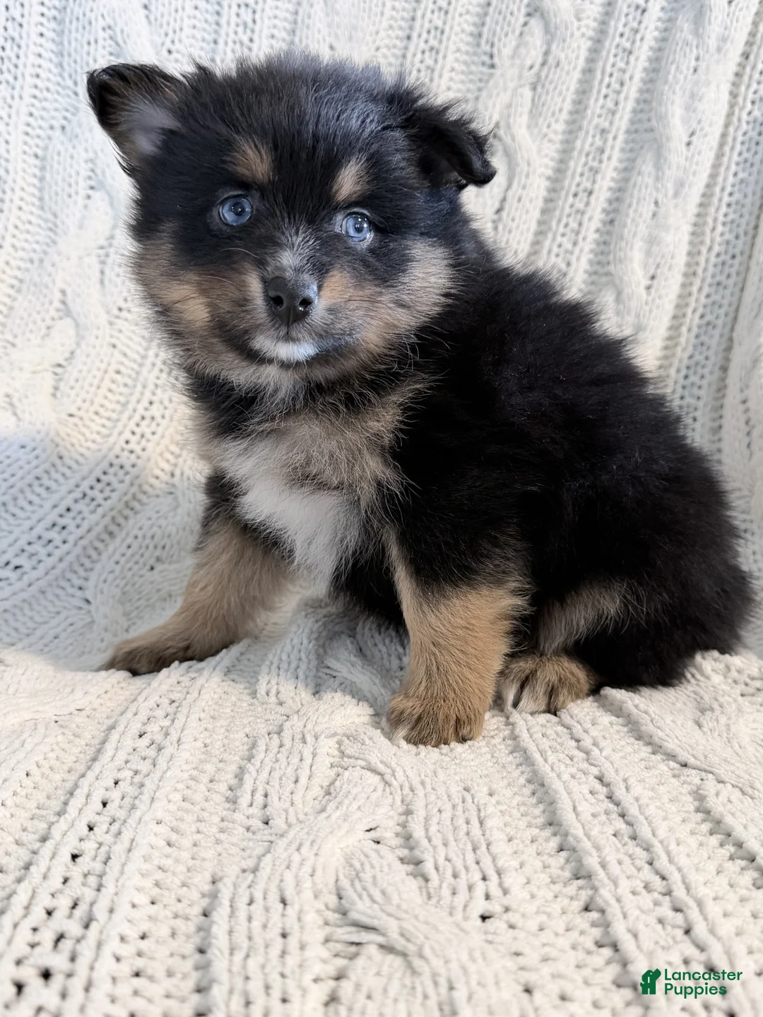 Pomsky dogs for sale: amellia - Ad 2