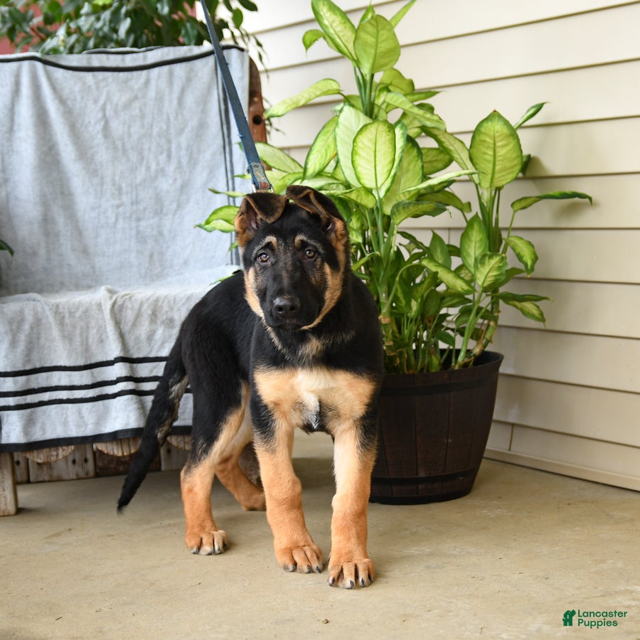 German Shepherd dogs Neil - Ad 1