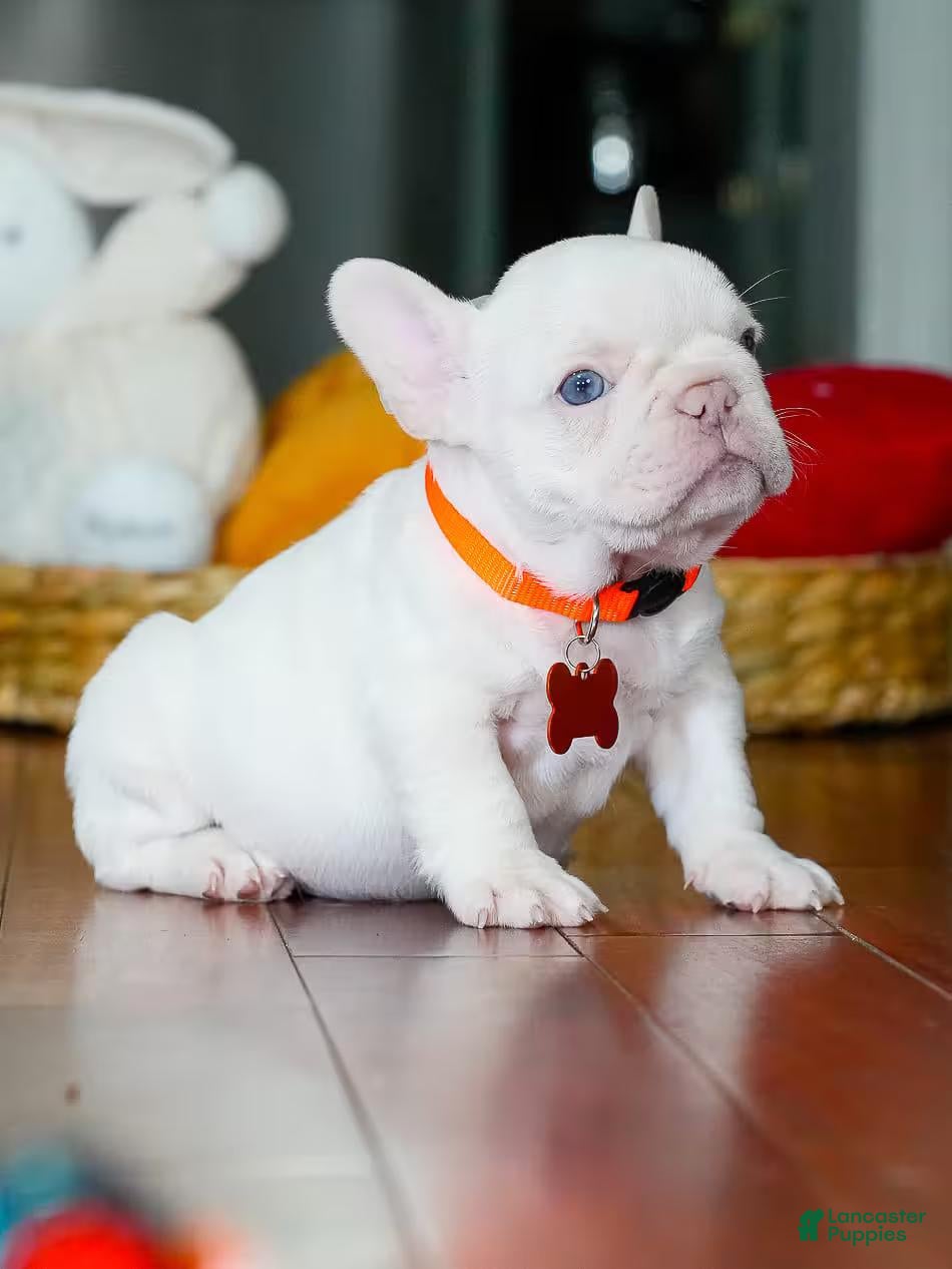 French Bulldog dogs for sale: French Bulldog 2 - Ad 3