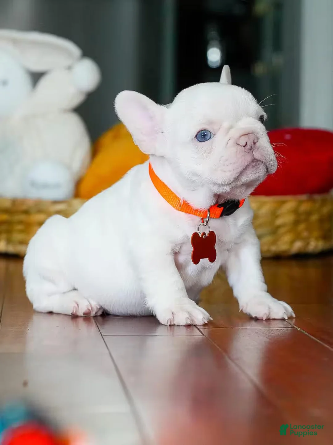 French Bulldog dogs for sale: French Bulldog 2 - Ad 1