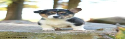 Welsh Corgi Pembroke dogs for sale: Hugo - Ad 1