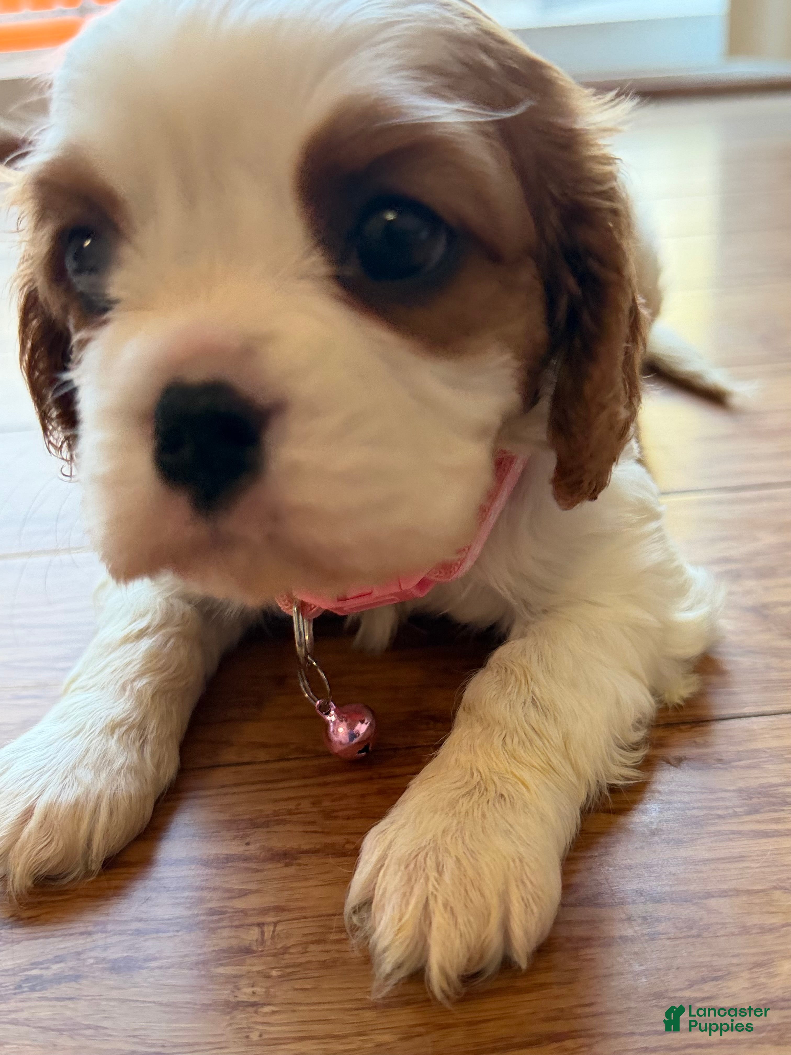 Cavalier King Charles Spaniel dogs Bella  - Ad 2