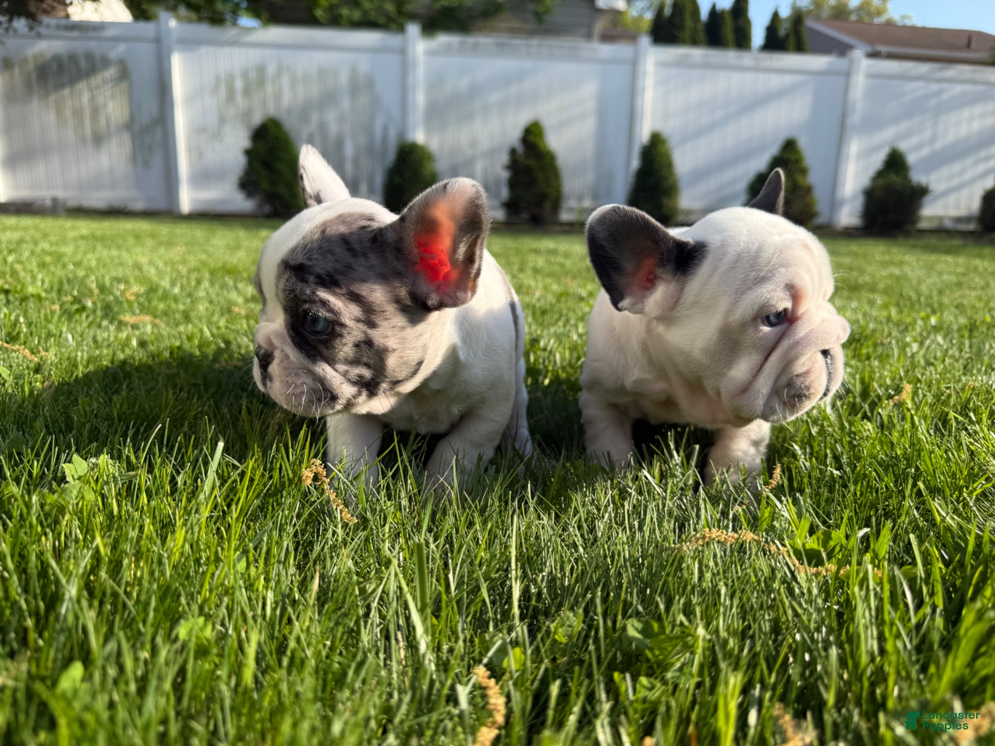 French Bulldog dogs Grizzly - Ad 1