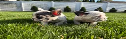 French Bulldog dogs for sale: Grizzly - Ad 1