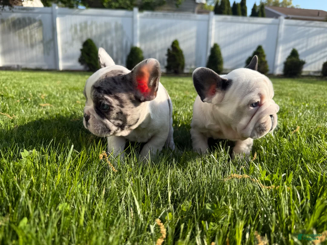 French Bulldog dogs for sale: Grizzly - Ad 1