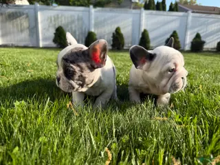 French Bulldog dogs for sale: Grizzly - Ad 2