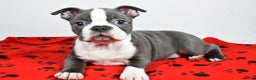Boston Terrier dogs for sale: Tessa - Ad 7