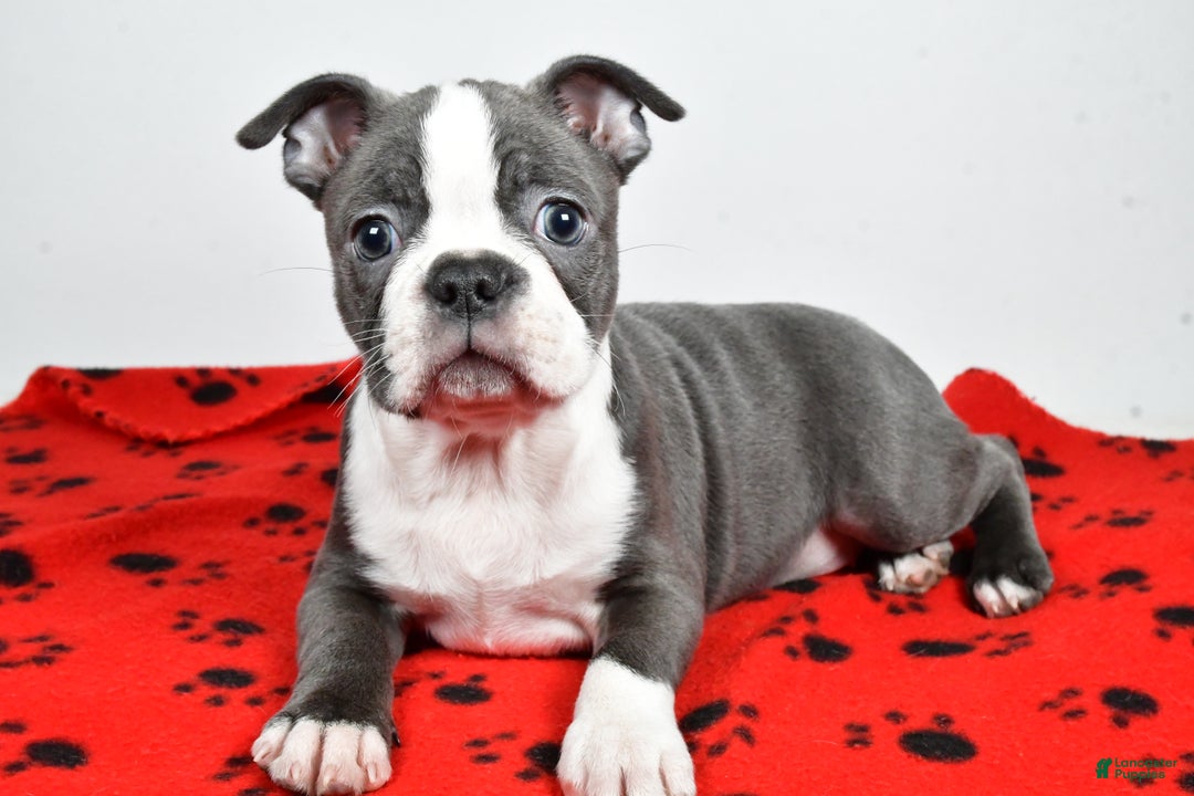 Boston Terrier dogs for sale: Tessa - Ad 7
