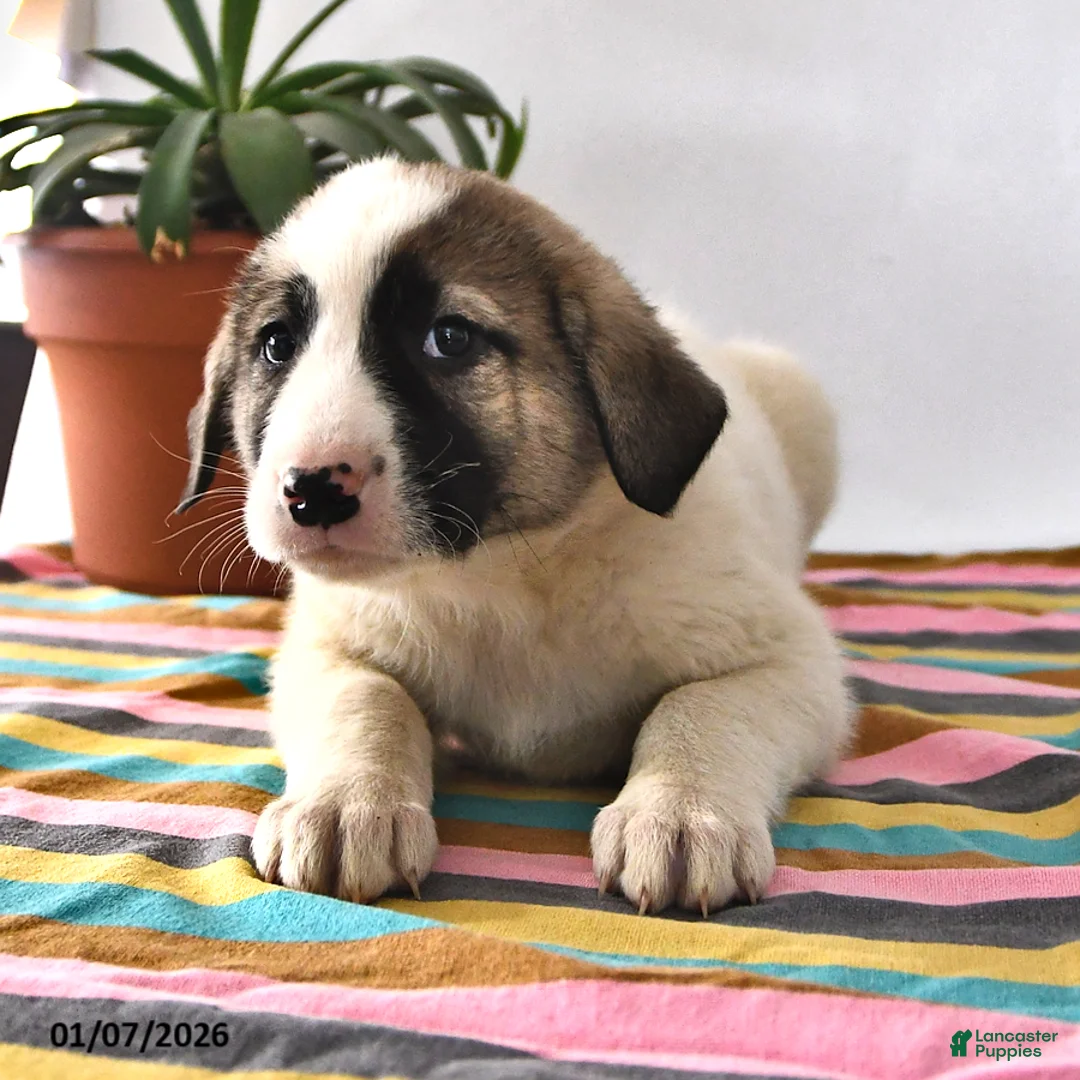 Mixed Breed dogs for sale: Ribsy - Ad 3