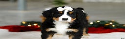 Bernese Mountain Dog dogs for sale: Karly - Ad 9