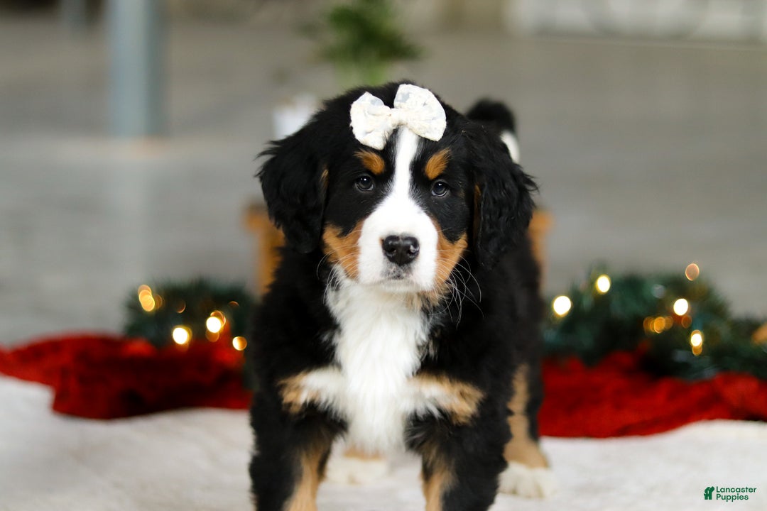Bernese Mountain Dog dogs for sale: Karly - Ad 9