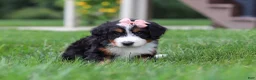 Mini Bernedoodle dogs for sale: Molly🎀 - Ad 4