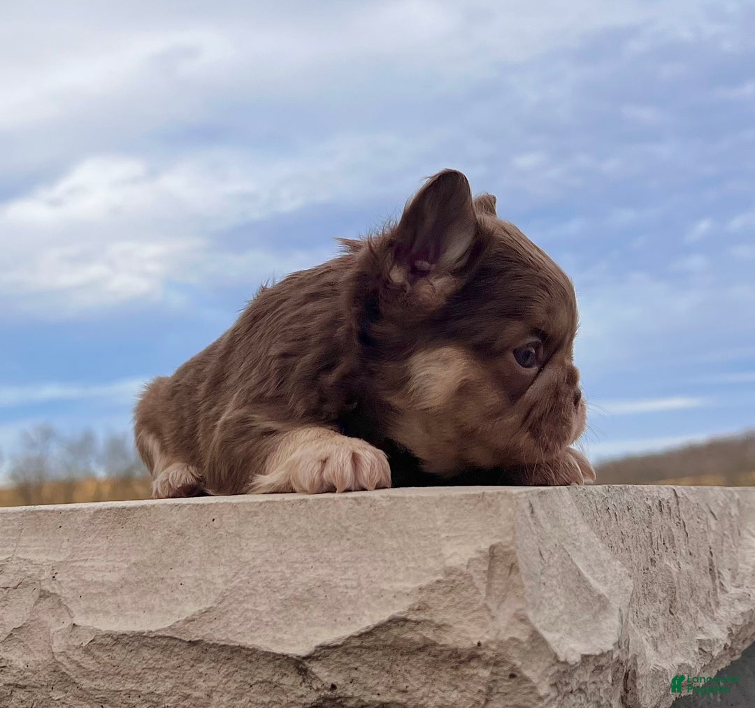 French Bulldog dogs for sale: Kayla - Ad 5