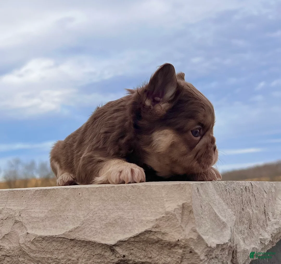 French Bulldog dogs for sale: Kayla - Ad 5