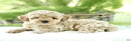Toy Poodle dogs for sale: Ritchie  - Ad 3