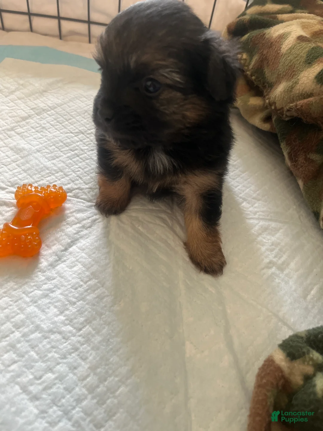 Pomeranian dogs for sale: Pomeranian Puppy 2 - Ad 2