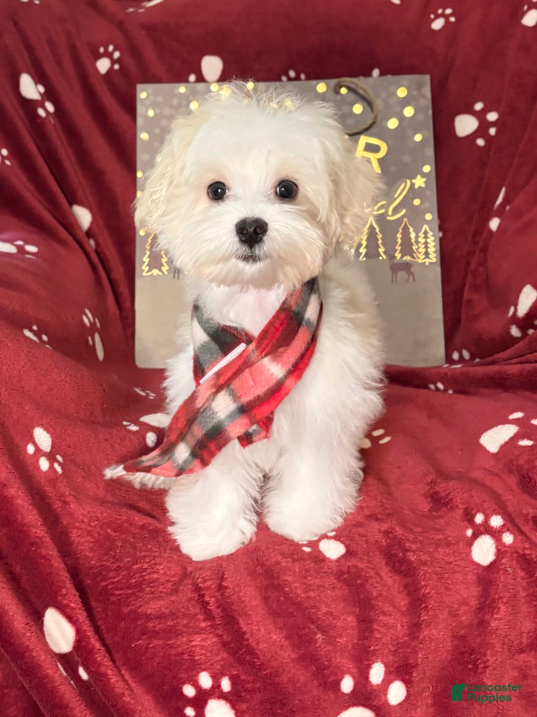 Maltese dogs for sale: Little man  - Ad 1
