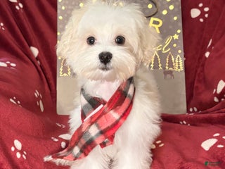 Maltese dogs Little man - Ad 17