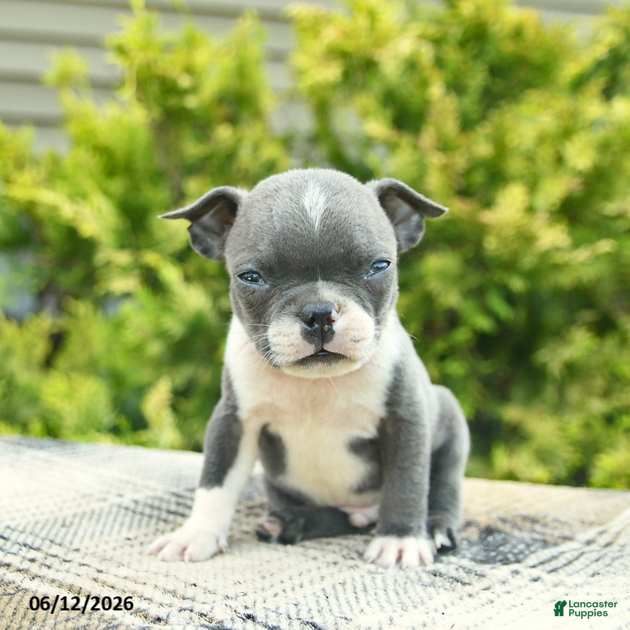 Boston Terrier dogs Bentley - Ad 2