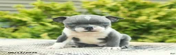 Boston Terrier dogs for sale: Bentley - Ad 2