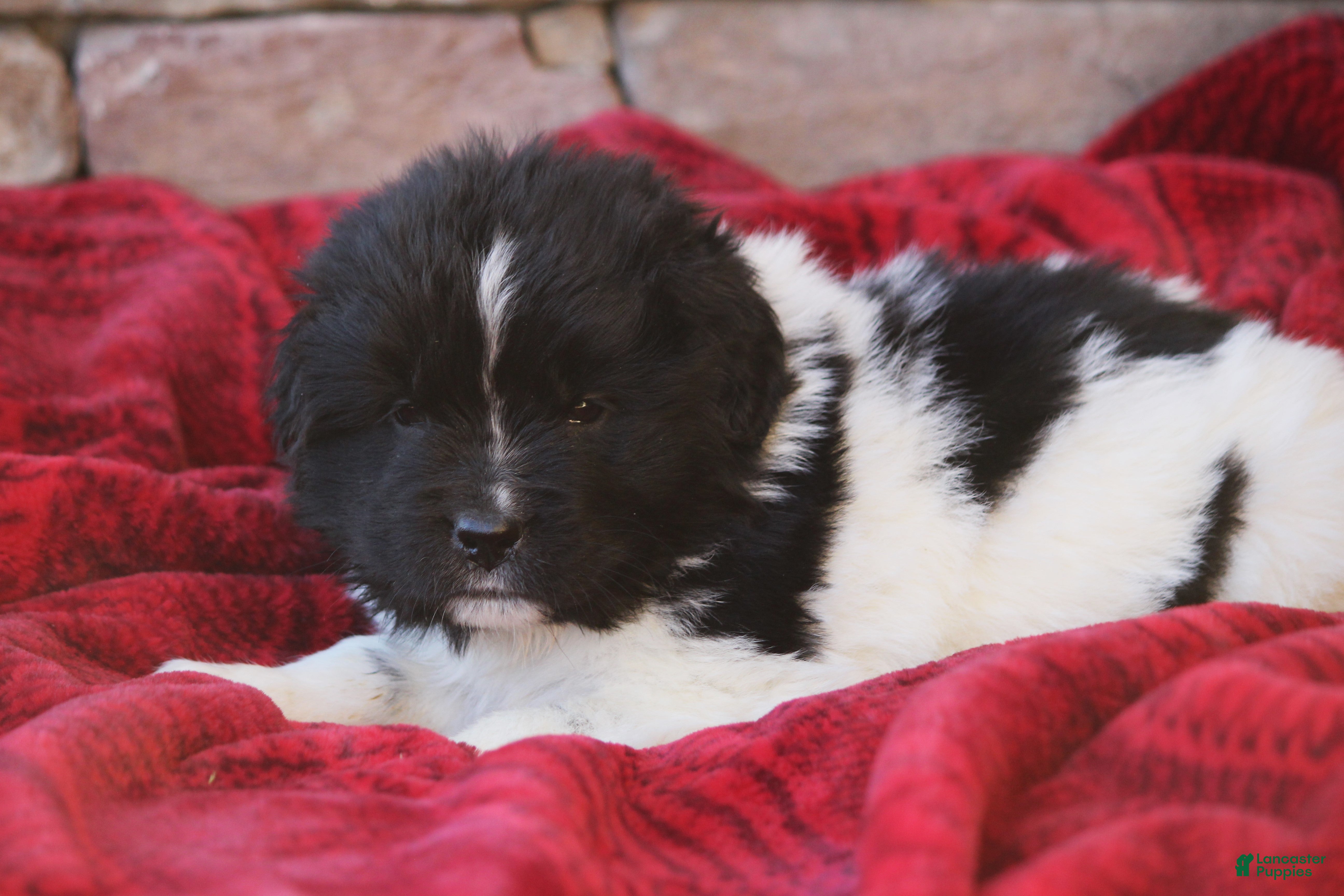 Newfoundland dogs Pixie  - Ad 8