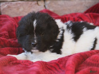 Newfoundland dogs Pixie - Ad 19