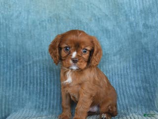 Cavalier King Charles Spaniel dogs Copper - Ad 31