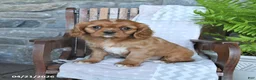 Cavalier King Charles Spaniel dogs for sale: Bambi - Ad 3