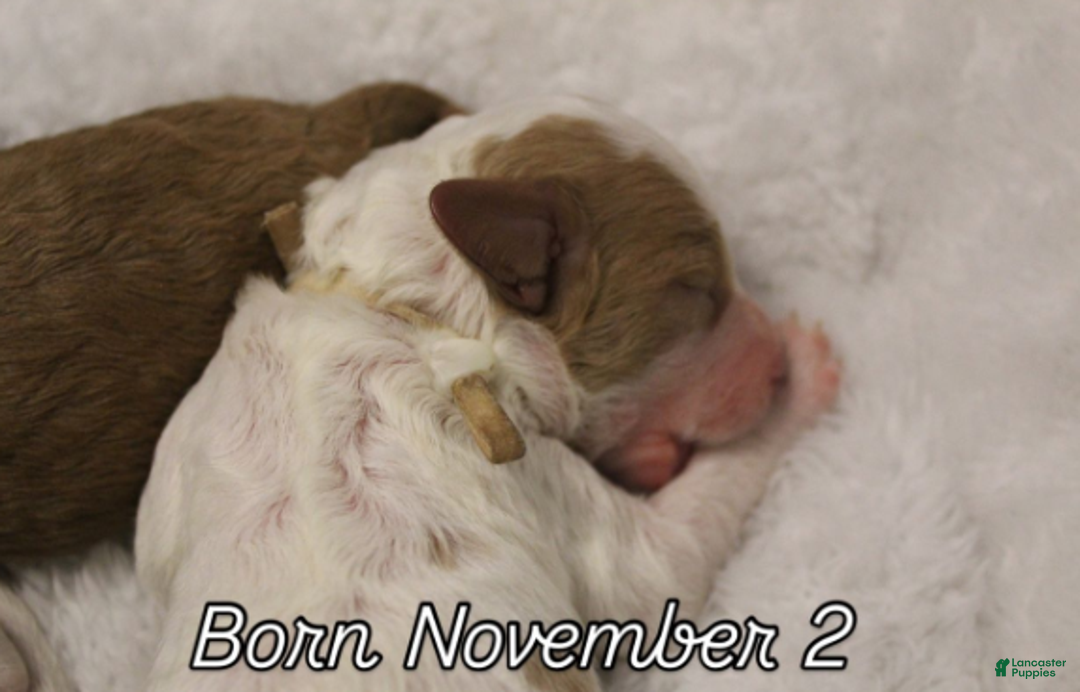 Cavapoo dogs for sale: Frosty - Ad 6