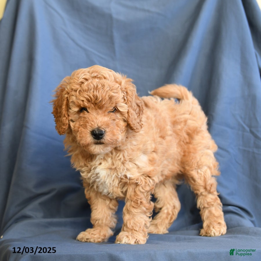 Mini Goldendoodle dogs Buster - Ad 2