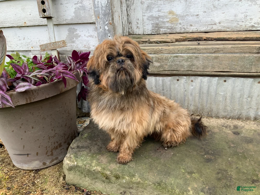 Shih Tzu dogs for sale: Larry - Ad 8