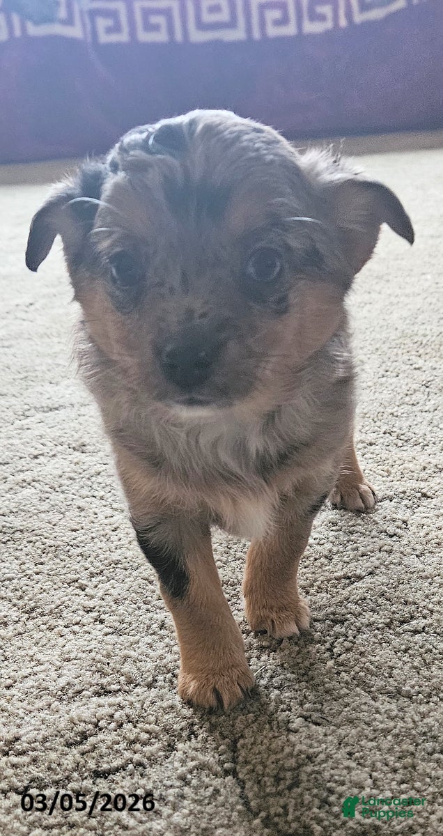 Mixed Breed dogs Siggy - Ad 2