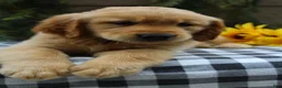 Golden Retriever dogs for sale: Stella - Ad 8