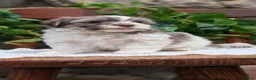 Havanese dogs for sale:  Nash - Ad 7