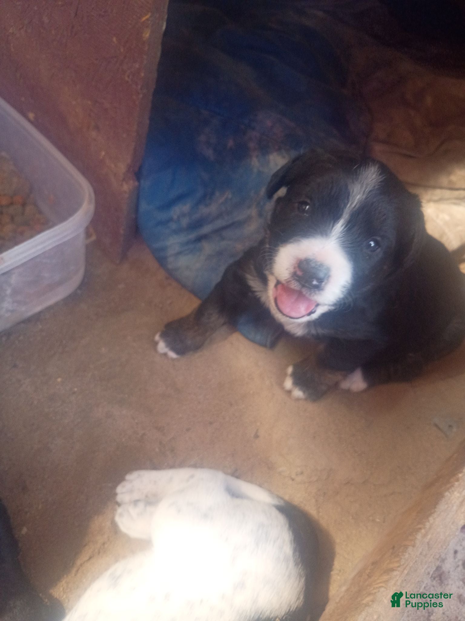 Mixed Breed dogs Mixed Breed 5 - Ad 36