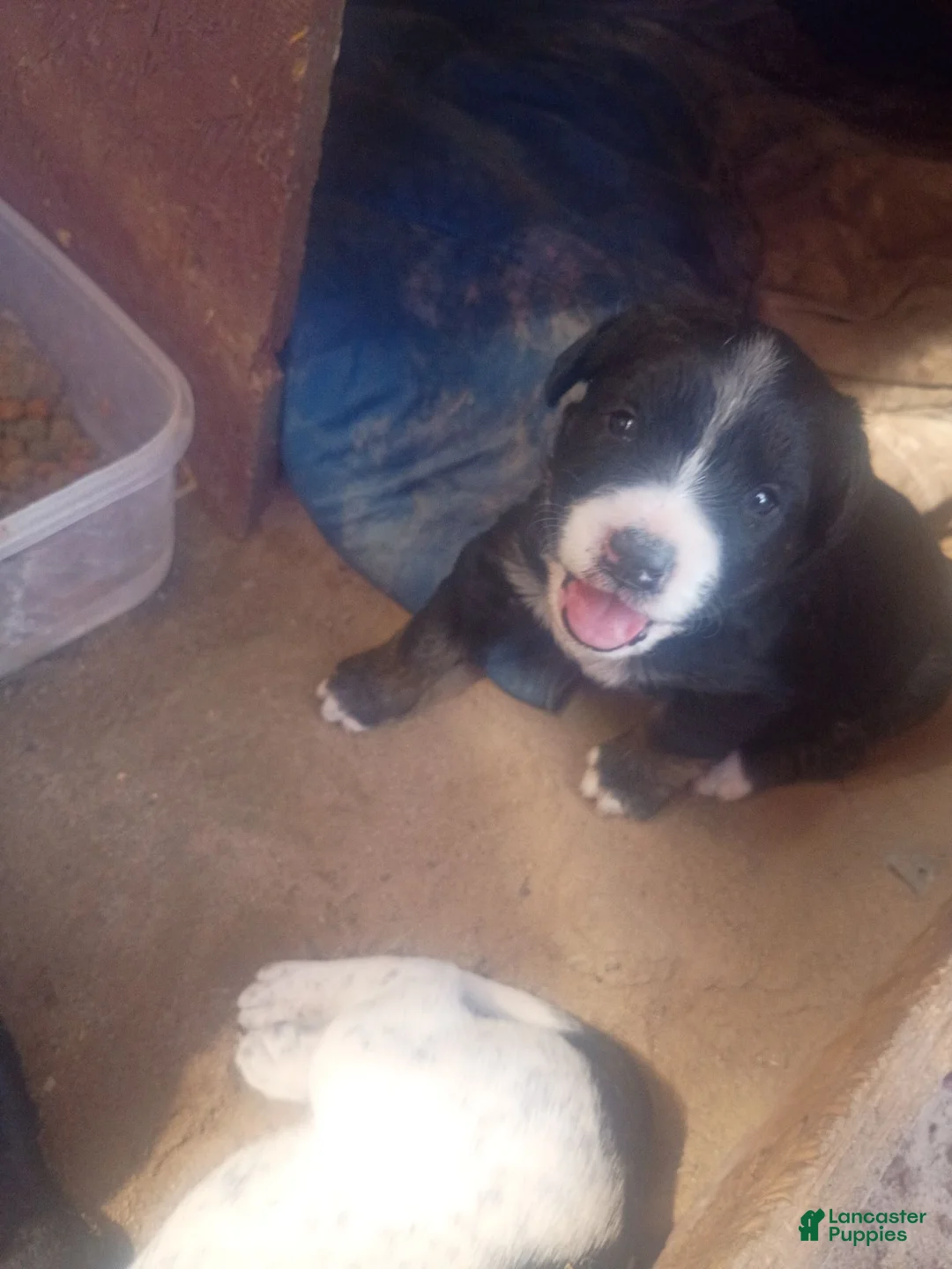 Mixed Breed dogs for sale: Mixed Breed 5 - Ad 1